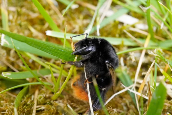 一只大黄蜂在草地上的特写 Bombus — 图库照片