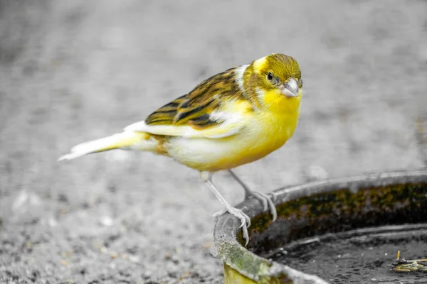 Little Yellow Canary Serinus Canaria Forma Domestica — Stock Photo, Image
