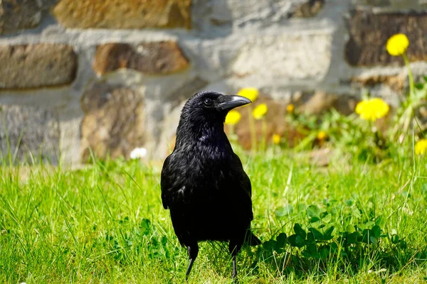 Портрет Чорної Ворони Зеленій Луці Corvus Corvidae Пташка Чорним Оперенням — стокове фото