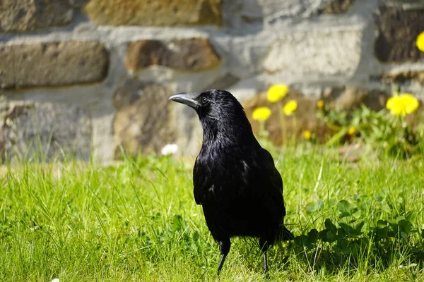Портрет Черной Вороны Зеленом Лугу Corvus Corvidae Птица Чёрным Оперением — стоковое фото