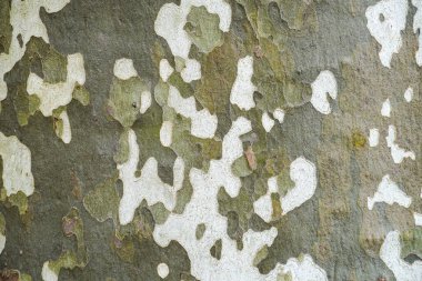 Arka plan olarak uçak ağacı kabuğu kapanır.