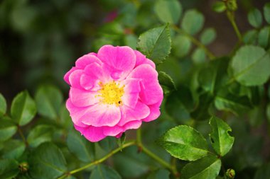 Yeşil arka planda çiçek açan gül.