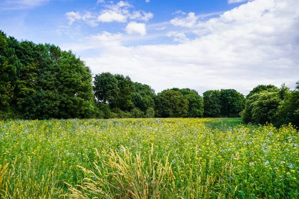 在Oberhausen Rheinhabited Usen附近的风景 草场繁茂的大自然 — 图库照片
