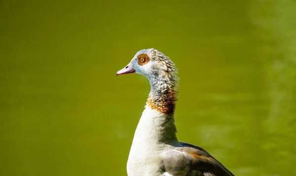 Retrato Ganso Egípcio Margem Lago Aves Selvagens Natureza Alopochen Aegyptiaca — Fotografia de Stock
