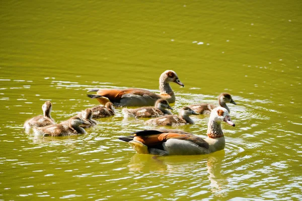 埃及鹅和小鸡在湖上游泳 大自然中的野生鸟类 阿洛波尚埃及A — 图库照片