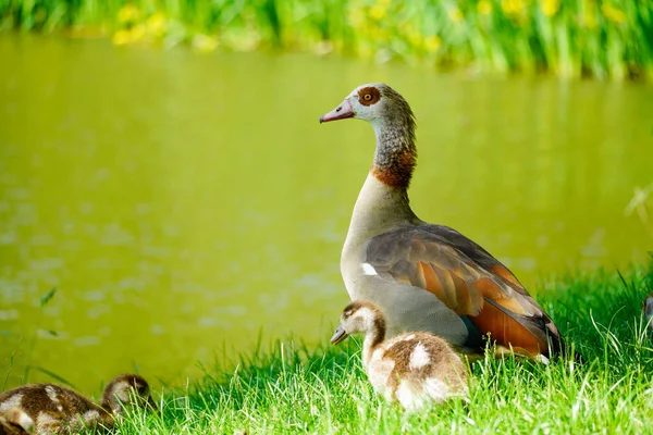 Oca Egiziana Con Pulcini Sulla Riva Lago Gli Uccelli Selvatici — Foto Stock