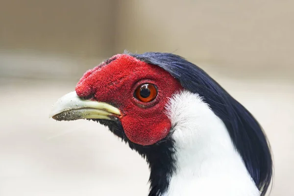 stock image Portrait of silver pheasant. Bird with colorful plumage close-up. Lophura nycthemera.