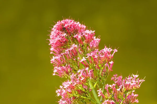 Mahmuz çiçeğinin pembe çiçekleri. Yeşil arka plana yakın plan kurun. Centranthus.