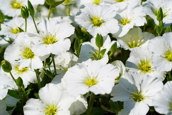 Close-up of mountain sandwort. Arenaria Montana. Flowering plant with white flowers.