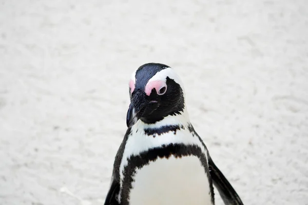 Portrait African Penguin Spheniscus Demersus — Stock Photo, Image