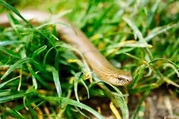 Slowworm Grass Lizard Close Anguis Fragilis — Stock Photo, Image