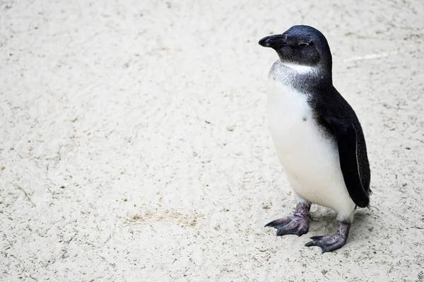 Retrato Pingüino Africano Spheniscus Demersus — Foto de Stock