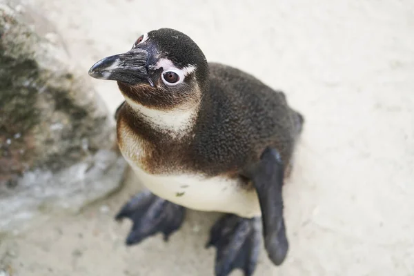 Портрет Африканского Пингвина Spfescus Demersus — стоковое фото