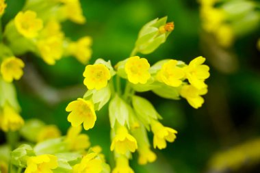 Bahçede çiçek açan inek donu. Sarı çiçekler yakın plan. Primula veris.