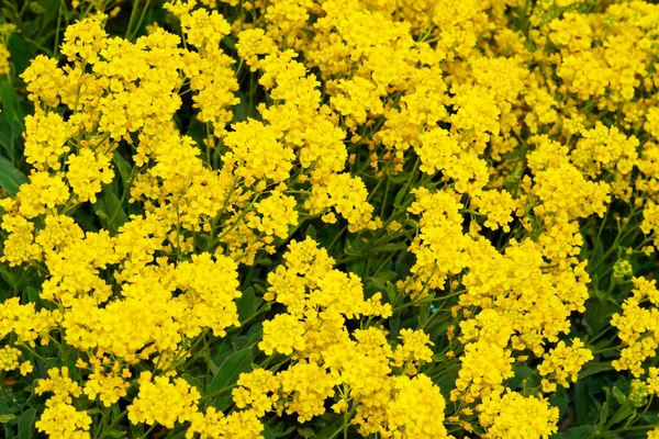 花园里盛开的岩石石灰 床上的黄色花朵 — 图库照片