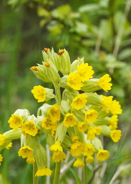 花园里开花结果的牛仔滑倒了 黄花特写 Primula Veris — 图库照片