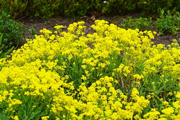 花园里盛开的岩石石灰 床上的黄色花朵 — 图库照片