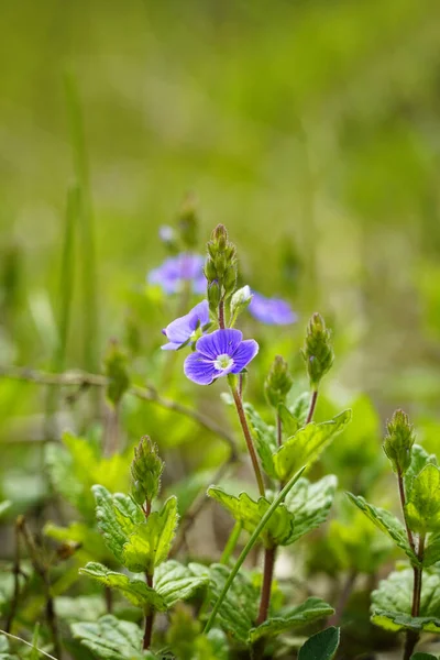 Kwitnie Przyrodzie Roślina Zbliżenie Niebieskimi Kwiatami Weronika — Zdjęcie stockowe