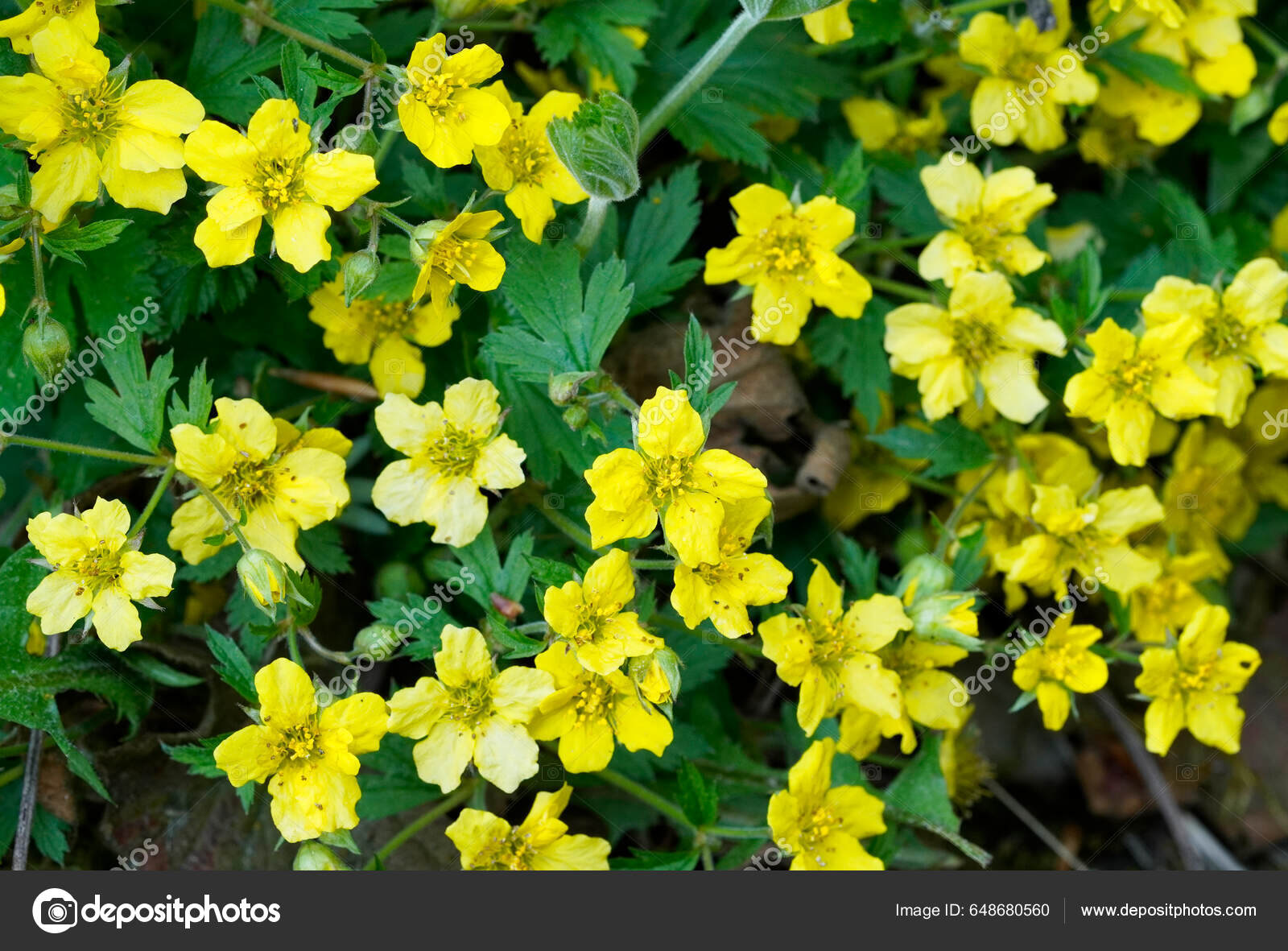 Oriq va semiz porno Xotinim bilan bir kecha-kunduzlik