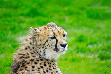 Yeşil çayırdaki bir çitanın portresi. Acinonyx jubatus.