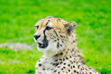 Yeşil çayırdaki bir çitanın portresi. Acinonyx jubatus.