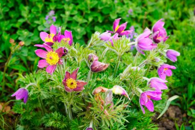 Pasque Çiçeği çiçekleri, Anemone pulsatilla. Çiçek açan tesise yakın plan..