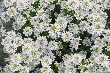 Bitmeyen yeşil şekerlerin beyaz çiçeklerine yakın çekim. İberis sempervirens.