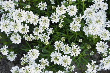 Bitmeyen yeşil şekerlerin beyaz çiçeklerine yakın çekim. İberis sempervirens.