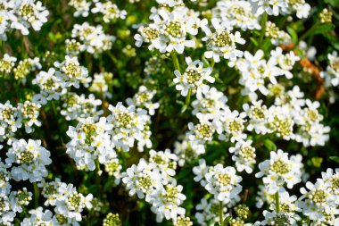 Bitmeyen yeşil şekerlerin beyaz çiçeklerine yakın çekim. İberis sempervirens.