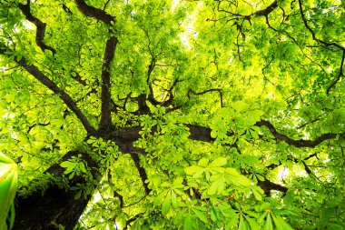 Taze yapraklı bir kestane ağacının tacı görünüyor. Yazın yeşil doğal arka plan.