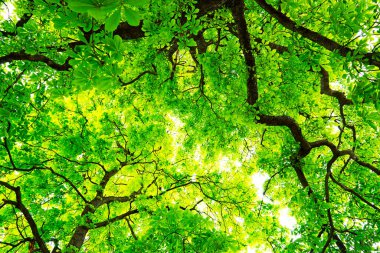 Taze yapraklı bir kestane ağacının tacı görünüyor. Yazın yeşil doğal arka plan.