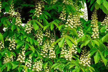 Çiçekli kestane ağacı yakın plan.