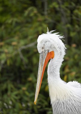 Beyaz tüylü bir Dalmaçyalı Pelikan portresi. Pelecanus crispus.