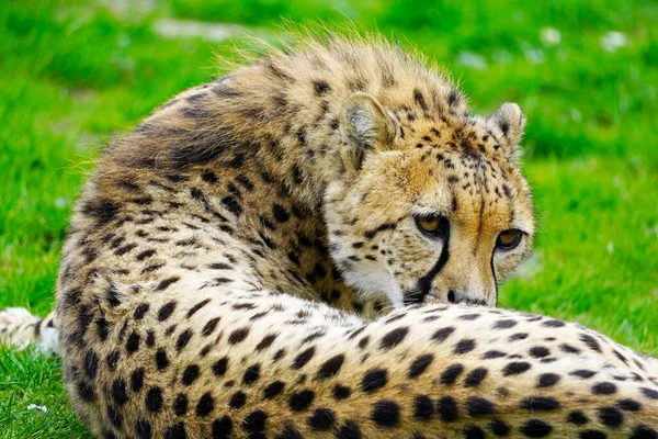 Portrait Cheetah Green Meadow Acinonyx Jubatus — Stock Photo, Image