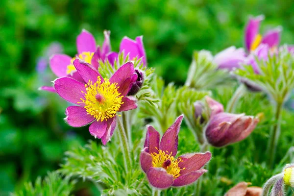 Blommor Pasque Flower Anemone Pulsatilla Blomningsanläggning Närbild — Stockfoto