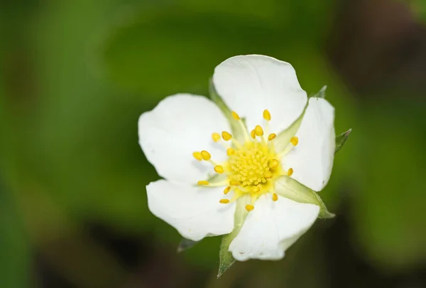 Çiçekli Tepe Çileği Doğadaki Bitkiye Yakın Çekim Fragaria Viridis — Stok fotoğraf