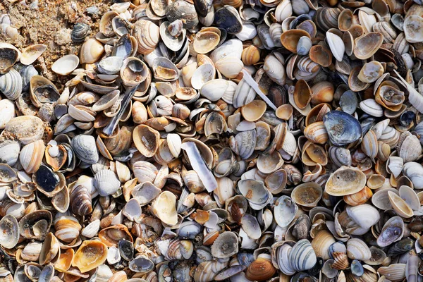 Barevné Mušle Pláži Nizozemské Pobřeží Severního Moře — Stock fotografie