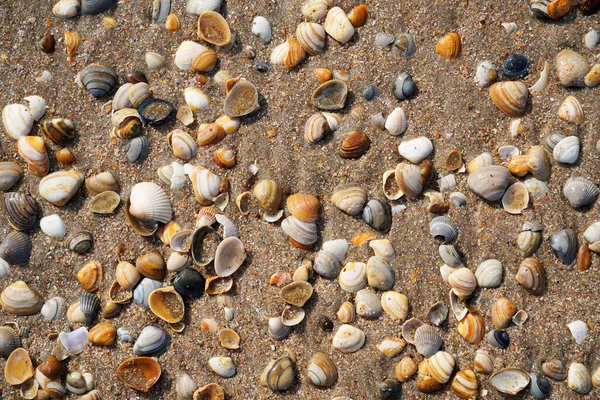 Пляжі Барвисті Мушлі Голландське Узбережжя — стокове фото