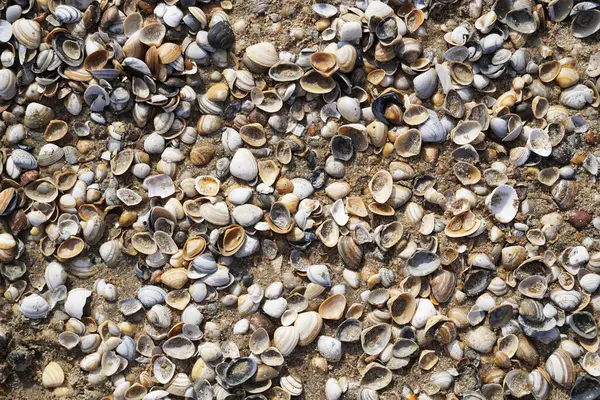 Colorful Shells Beach Dutch North Sea Coast — Stock Photo, Image