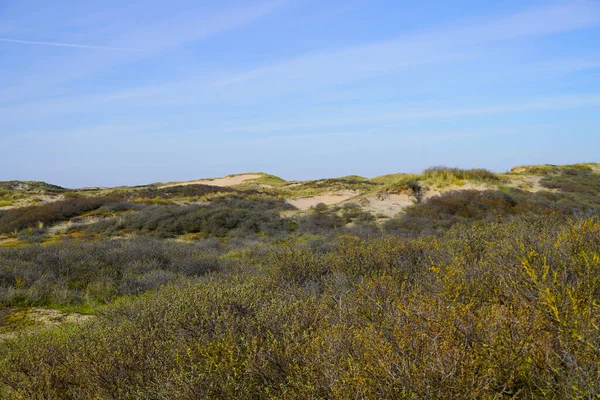 Dune landscape at the Dutch North Sea coast. Nature reserve. Netherlands.