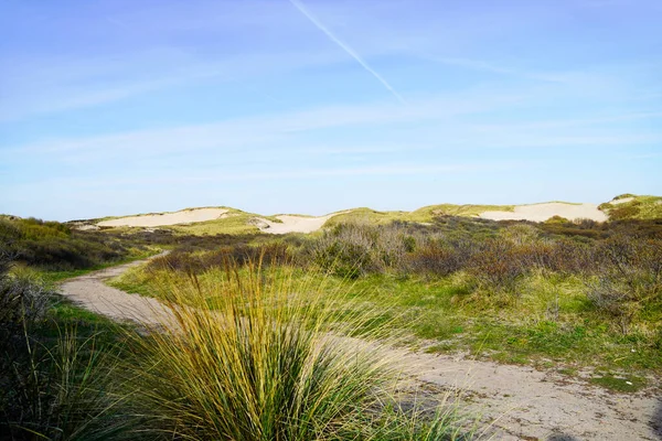 Dune landscape at the Dutch North Sea coast. Nature reserve. Netherlands.
