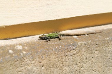 Eski bir duvarda duvar kertenkelesi. Podarcis muralis.