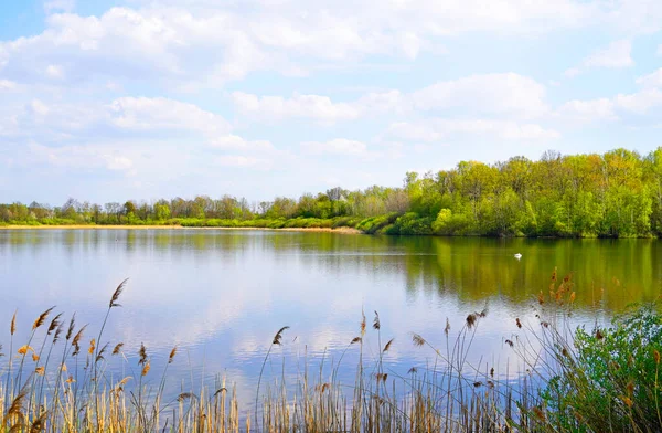 下一个大池塘巴恩斯多夫 萨克森州莫里茨堡附近的一个风景秀丽的湖 自然保护区内的水库 — 图库照片