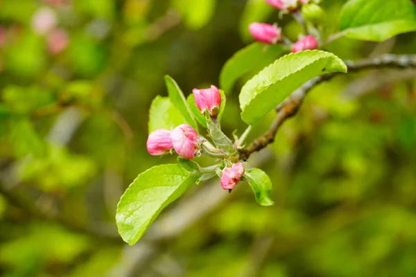 Ροζ Άνθη Της Παραδεισένιας Μηλιάς Κοντινό Πλάνο Των Φυτικών Μερών — Φωτογραφία Αρχείου