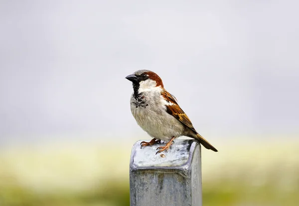 Portrait Sparrow Songbird Close Passeridae — Stock Photo, Image