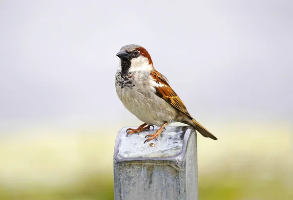Retrato Pardal Songbird Close Passeridae — Fotografia de Stock