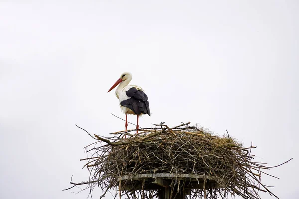 Stork Nest White Background — Stock Photo, Image