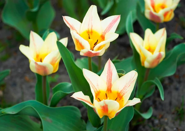 Des Tulipes Jaunes Dans Jardin Champ Tulipe — Photo