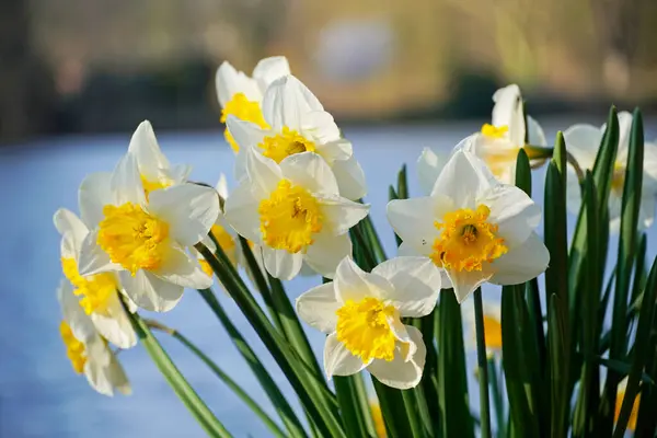 春天的黄水仙 — 图库照片