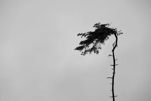 Чорний Абстрактний Силует Соснового Дерева Сірому Туманному Фоні — стокове фото